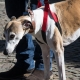 DOG HELP sospensore per cani disabili o anziani