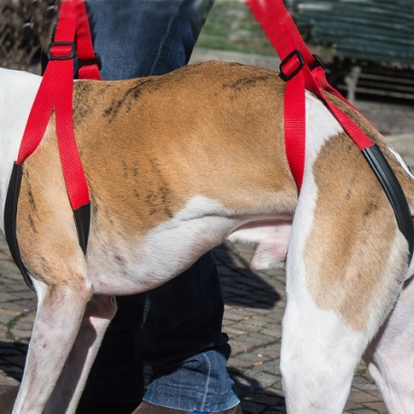 Coppia di Dog Help sospensore per cani disabili o anziani, 2 pz.